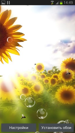Summer Sunflower Free – солнечные подсолнухи для Android