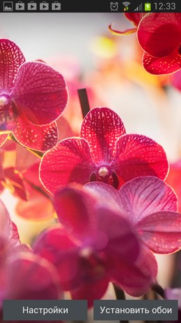 Free Wallpaper Red Orchid – изумительные орхидеи для Android