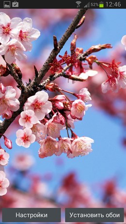 Сакура живые обои – цветущие деревья