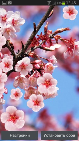 Сакура живые обои – цветущие деревья